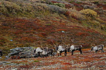 Reindeer (Rangifer tarandus) herd, Forollhogna National Park, Norway, September 2008