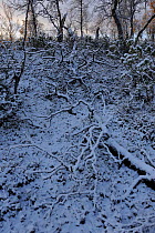 Fresh snow on fallen branches, Forollhogna National Park, Norway, September 2008