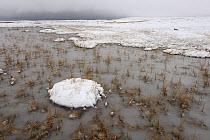 Frozen bog surrounded by snow, Forollhogna National Park, Norway, September 2008