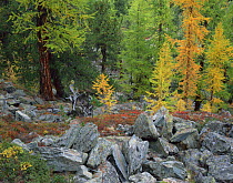 Forest with European larch (larix decidua) and Swiss / Arolla pine (Pinus cembra) Switzerland, September 2008