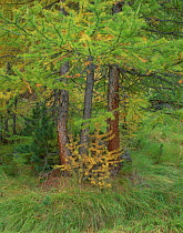 European larch (larix decidua) trees in forest, Switzerland, September 2008