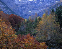 Forest in the Cirque de Gavarnie, Pyrenees, France, October 2008