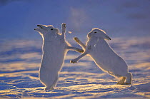 Two Arctic hares (Lepus arcticus) fighting, Northeast Greenland National Park, Greenland. Veolia Environnement Wildlife Photographer of the Year 2009: Runner-up in the 'Mammal Behaviour' category