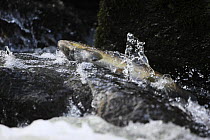 Brown trout (Salmo trutta) migrating upstream over rocks, Bornholm, Denmark, November 2008