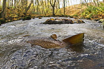 Brown trout (Salmo trutta) in shallow water migrating upstream, Bornholm, Denmark, November 2008