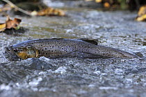 Brown trout (Salmo trutta) at water surface in shallow water migrating upstream, Bornholm, Denmark, November 2008