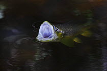 Brown trout (Salmo trutta) with mouth wide open swallowing Mayfly (Ephemera Danica) Dala river, Götene, Västra Götaland, Sweden, May 2009