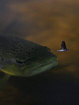 Brown trout (Salmo trutta) hunting Mayfly (Ephemera Danica) Dala river, Gtene, Vstra Gtaland, Sweden, May 2009
