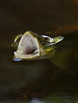 Brown trout (Salmo trutta) with mouth wide open feeding on Mayfly (Ephemera Danica) Dala river, Götene, Västra Götaland, Sweden, May 2009