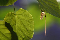 Insectes et Invertebrés