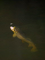 Brown trout (Salmo trutta) hunting Mayfly (Ephemera Danica) Dala river, Gtene, Vstra Gtaland, Sweden, June 2009