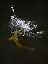 Brown trout (Salmo trutta) hunting Mayfly (Ephemera Danica) Dala river, Gtene, Vstra Gtaland, Sweden, June 2009