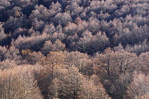 Beech forest {Fagus sylvaticus} Pollino National Park, Basilicata, Italy, November 2008
