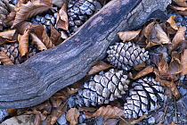 Pine cones, wood and Beech leaves on ground, Pollino National Park, Basilicata, Italy, November 2008