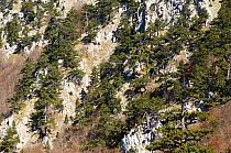 Bosnian pines (Pinus heldreichii / leucodermis) growing in rocky landscape, Pollino National Park, Basilicata, Italy, November 2008