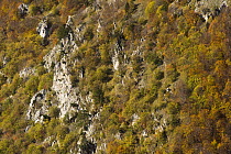 European beech (Fagus sylvatica) forest, Pollino National Park, Basilicata, Italy, November 2008