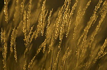 Grass with seeds, in early morning light, Pollino National Park, Basilicata, Italy, November 2008