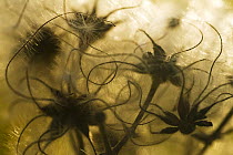 Close up of Clematis seed heads, Pollino National Park, Basilicata, Italy, November 2008