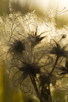 Close up of Clematis seed heads, Pollino National Park, Basilicata, Italy, November 2008