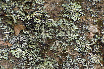 Moth and Lichen on tree trunk, Pollino National Park, Basilicata, Italy, November 2008