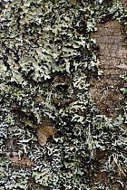 Moth and lichen on tree trunk, Pollino National Park, Basilicata, Italy, November 2008