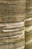 European beech (Fagus sylvatica) trunks, Pollino National Park, Basilicata, Italy, November 2008