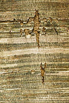 Close up of European beech tree (Fagus sylvatica) trunk, Pollino National Park, Basilicata, Italy, November 2008