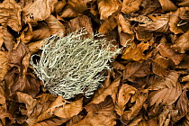 Fallen Beech leaves and Lichens on the forest floor, Pollino National Park, Basilicata, Italy, November 2008