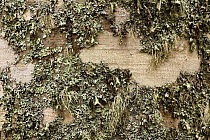 Lichen growng on European beech tree (Fagus sylvatica) trunk, Pollino National Park, Basilicata, Italy, November 2008