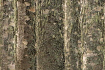 European beech (Fagus sylvatica) trunks, Pollino National Park, Basilicata, Italy, November 2008