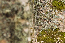 Moss and lichen growing on European beech (Fagus sylvatica) trunk, Pollino National Park, Basilicata, Italy, November 2008