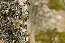 Lichen growing on European beech (Fagus sylvatica) trunk, Pollino National Park, Basilicata, Italy, November 2008