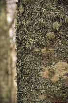 Lichen growing on European beech (Fagus sylvatica) trunk, Pollino National Park, Basilicata, Italy, November 2008