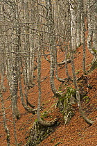 European beech (Fagus sylvatica) forest, with fallen leaves on ground, Pollino National Park, Basilicata, Italy, November 2008