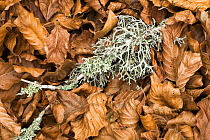 Fallen European beech leaves (Fagus sylvatica) and a twig with Lichen growing on it on the ground, Pollino National Park, Basilicata, Italy, November 2008