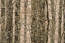 European beech (Fagus sylvatica) trunks in forest, Pollino National Park, Basilicata, Italy, November 2008