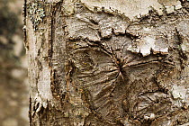 Close up of scar on European beech (Fagus sylvatica) trunk, Pollino National Park, Basilicata, Italy, November 2008