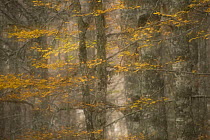 European beech trees (Fagus sylvatica) with autumnal leaves in forest, Pollino National Park, Basilicata, Italy, November 2008