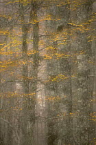 European beech trees (Fagus sylvatica) with autumnal leaves in forest, Pollino National Park, Basilicata, Italy, November 2008
