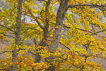 European beech (Fagus sylvatica) trees in autumn, Pollino National Park, Basilicata, Italy, November 2008