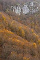 European beech (Fagus sylvatica) forest in autumn, Basilicata, Pollino National Park, Italy, November 2008