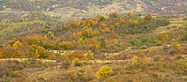 Autumn landscape, Pollino National Park, Basilicata, Italy, November 2008