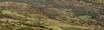 Panoramic view of tree covered landscape, Pollino National Park, Basilicata, Italy, November 2008