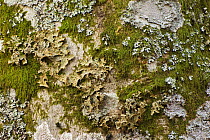 Lichen and moss growing on bark of European beech tree (Fagus sylvatica)  Pollino National Park, Basilicata, Italy, November 2008