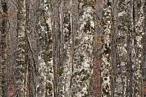 European beech (Fagus sylvatica) trunks in forest covered in lichens, Pollino National Park, Basilicata, Italy, November 2008