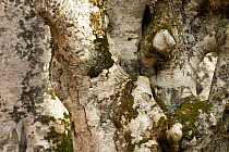 Close up of European beech (Fagus sylvatica) tree trunk growing in interesting contorted shapes, Pollino National Park, Basilicata, Italy, November 2008