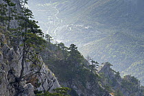 Bosnian pine (Pinus leucodermis) trees growing on rocks with river in the valley below, Pollino National Park, Basilicata, Italy, November 2008