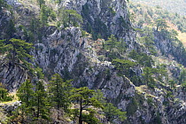 Bosnian pine trees (Pinus leucodermis) growing in rocky landscape, Pollino National Park, Basilicata, Italy, November 2008
