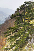 Bosnian pine tree (Pinus leucodermis) growing on steep hill side, Pollino National Park, Basilicata, Italy, November 2008