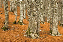 European beech (Fagus sylvatica) forest with fallen leaves on the ground, Pollino National Park, Basilicata, Italy, November 2008